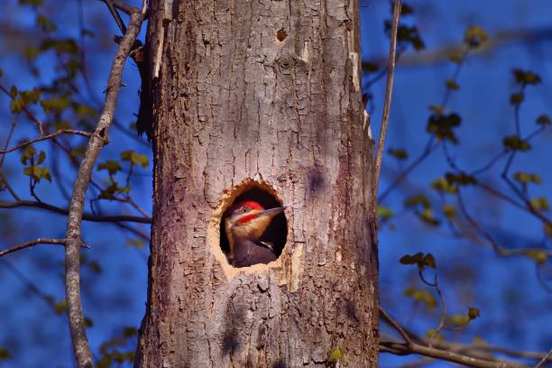 zrób dzięcioł na gnieździe - pileated woodpecker animal beak bird zdjęcia i obrazy z banku zdjęć