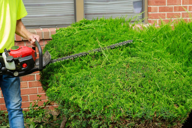 istock Seasonal pruning trees with pruning shears 1218609244
