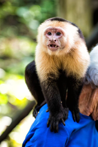 istock Capuchin monkey sitting on male shoulder in Honduras 1218611284