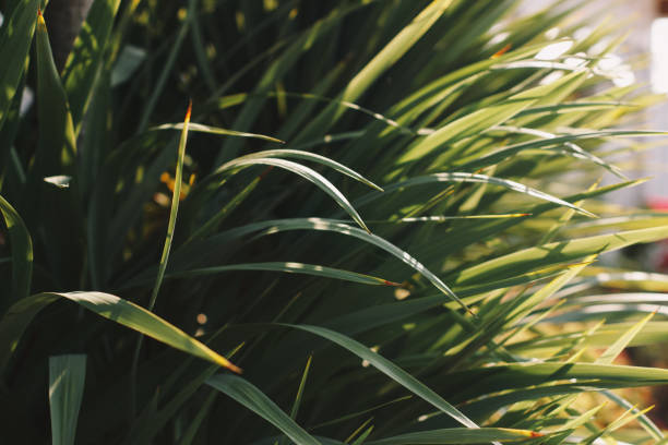 istock Bright leaves of palm in backlight. Soft focus on photo and author processing 1218612315