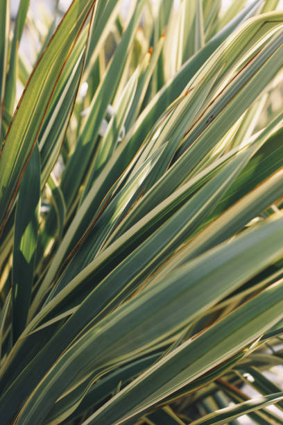 istock Bright leaves of palm in backlight. Soft focus on photo and author processing 1218612368