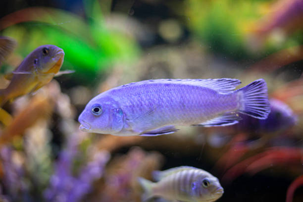 istock Fish in the aquarium. 1218612633