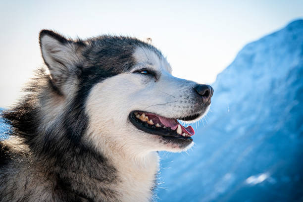istock Close-up of an Alaskan Malamute 1218613993