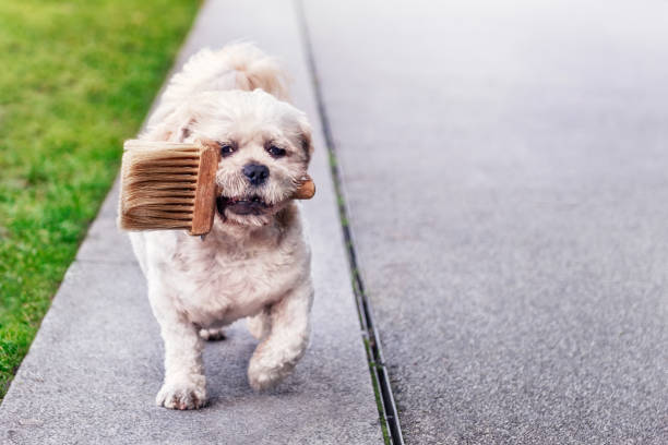 perro pequeño que lleva o trae un pincel - paint can fotografías e imágenes de stock