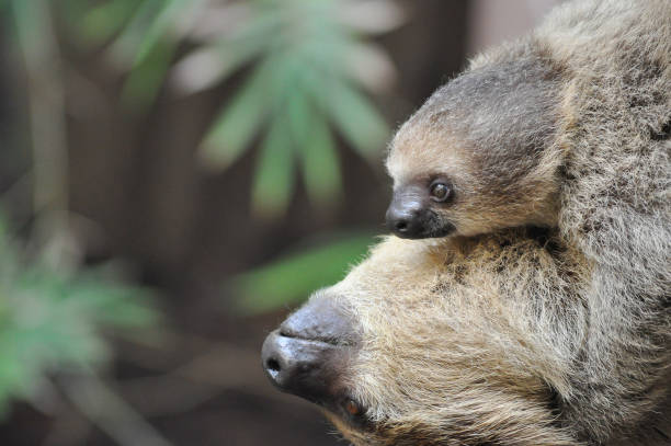 Two-toed sloth in zoo