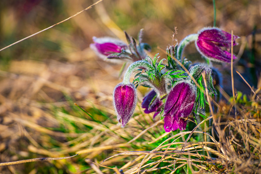 Amazing pulsatilla flowers