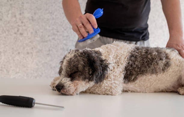 człowiek szczotkowanie jego bichon frise pies na stole - grooming dog pets brushing zdjęcia i obrazy z banku zdjęć