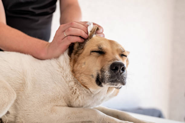 istock Man cleaning ears of his shepherd dog 1218616347