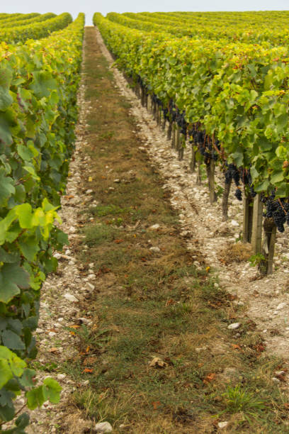 istock Vineyards in France 1218616462