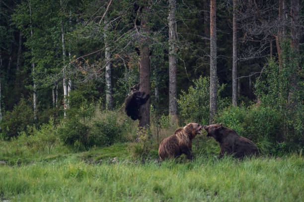 Wild brown bears fighting  in forest in Finnish Lapland