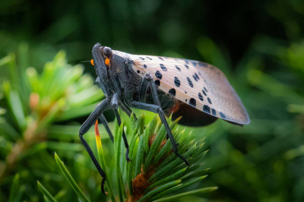 istock A spotted lanternfly standing in a natural surrounding 1218617673