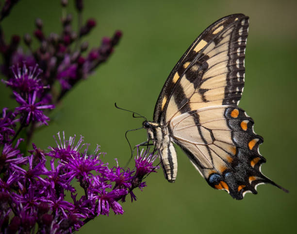 A yellow swallowtail butterfly enjoys a meal of purple flowers stock photo