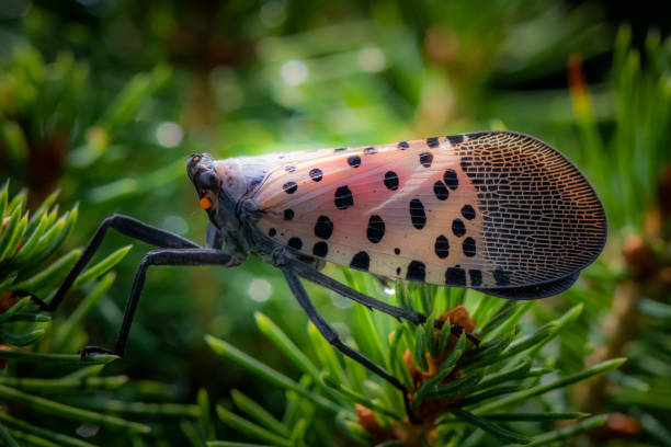 Profile of a spotted lanternfly in a natural surrounding stock photo