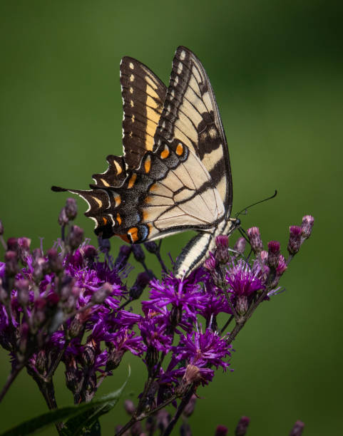 istock An eastern tiger swallowtail butterfly feeds on nectar from some purple flowers 1218617712