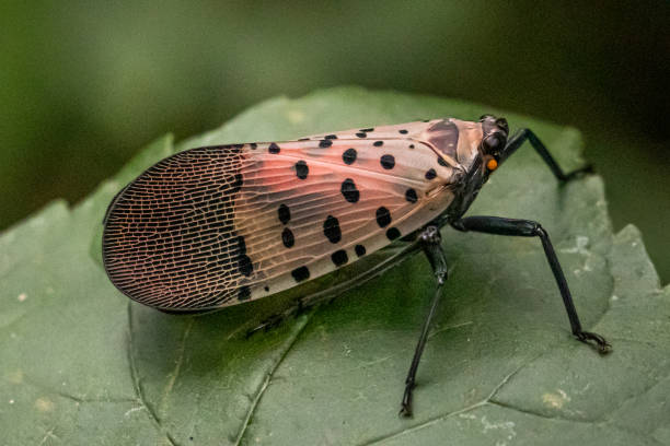 istock A spotted lanternfly on a leaf in a natural surrounding 1218617713