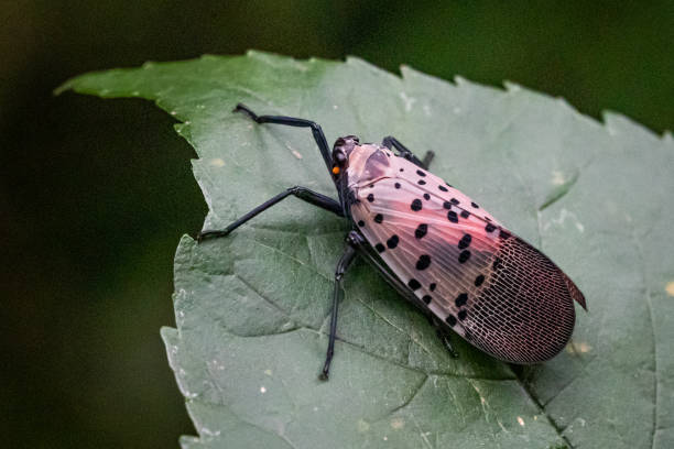 istock A spotted lanternfly stands on a leaf in a natural surrounding 1218617724