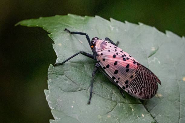 A spotted lanternfly stands on a leaf in a natural surrounding stock photo