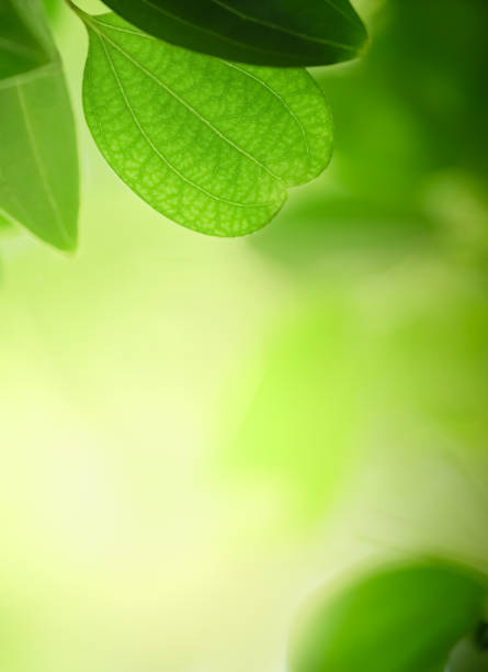 istock Close up of beautiful nature view green leaf on blurred greenery background under sunlight with bokeh and copy space using as background natural plants landscape, ecology wallpaper concept. 1218617912