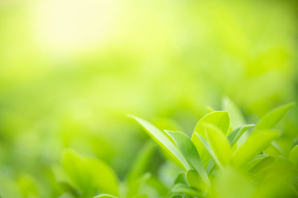 istock Close up of beautiful nature view green leaf on blurred greenery background under sunlight with bokeh and copy space using as background natural plants landscape, ecology wallpaper concept. 1218617925