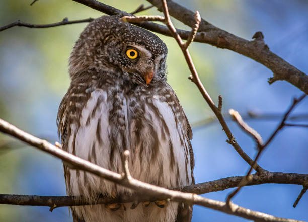 istock Eurasian pygmy owl (Glaucidium passerinum) 1218619578