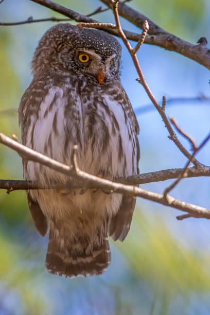 istock Eurasian pygmy owl (Glaucidium passerinum) 1218619778