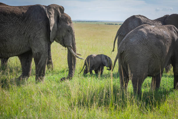 istock Elephants on safari in Kenya Maasai Mara 1218619800