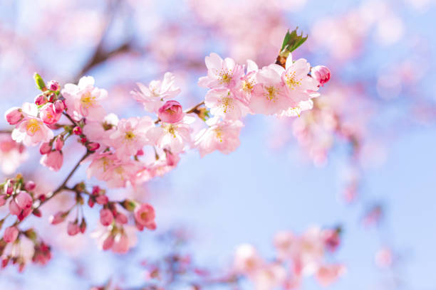 istock Amazing pink cherry blossoms on the Sakura tree in a blue sky. 1218620685