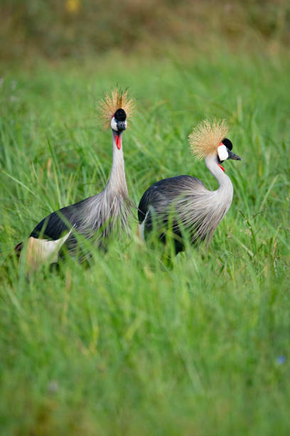 istock Birds on safari in Maasai Mara Kenya 1218620771
