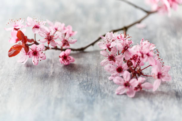 istock Spring flowers on bright wooden background. 1218620813