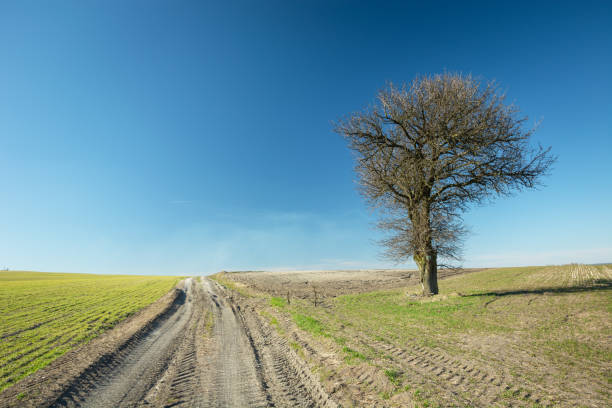 istock A large tree without leaves growing along a dirt road, horizon and blue sky 1218621856