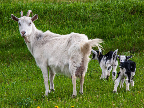 ziege mit kindern auf einer grünen wiese auf dem land. - kid goat goat milk young animal stock-fotos und bilder