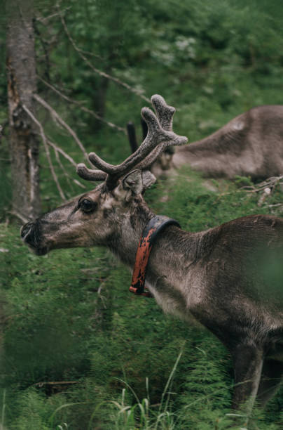 Reindeer walking in forest in Finnish Lapland