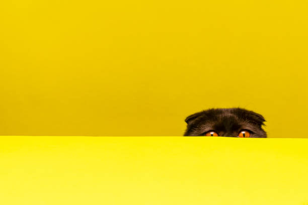 istock there is a confused and sweet cat at the table 1218623740