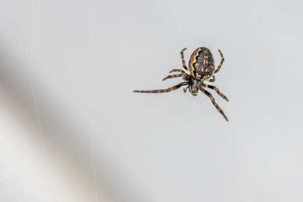 istock close-up of a tiny spider lurking in the web for prey 1218623980