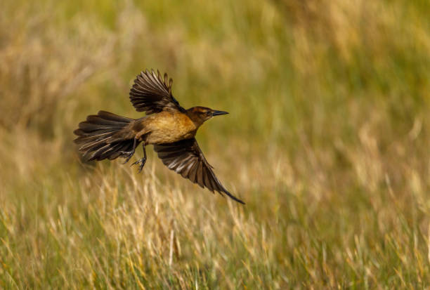 istock Brown bird flying with wings full spread over tall grass 1218624788