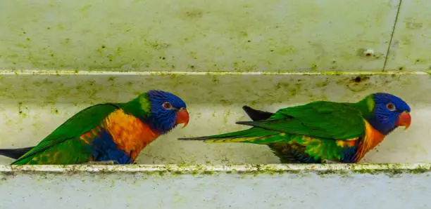 Photo of two rainbow lorikeets together, colorful tropical bird specie from australia