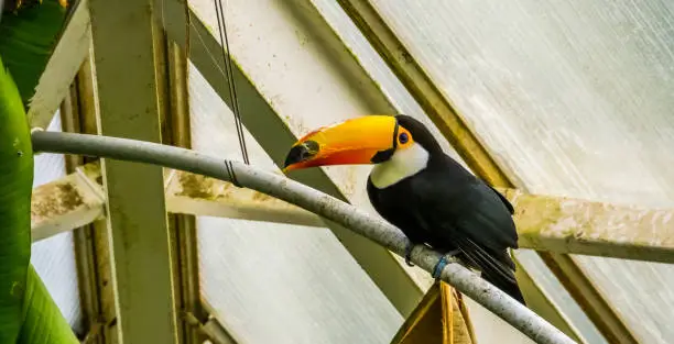Photo of closeup of a toco toucan in a aviary, tropical bird specie from America