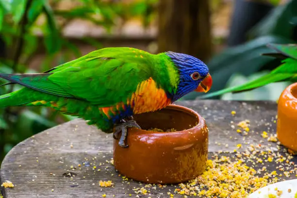 Photo of rainbow lorikeet sitting on a feeding bowl, bird feeding and pet care, Tropical animal specie from Australia