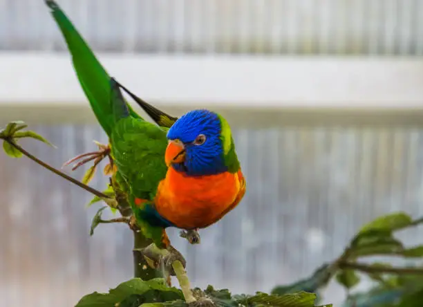 Photo of front closeup of a rainbow lorikeet in a tree, colorful tropical bird specie from australia