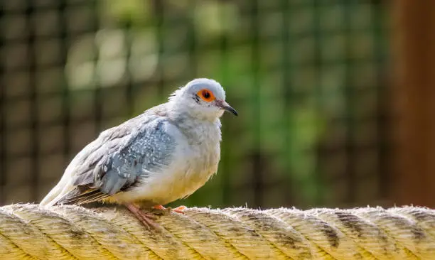 Photo of closeup portrait of a diamond dove, popular tropical bird specie from Australia