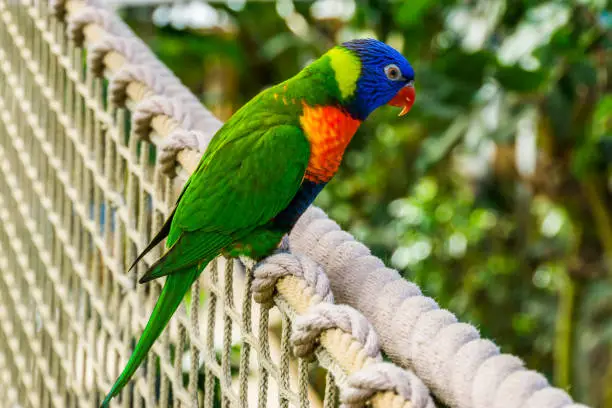 Photo of closeup of a rainbow lorikeet sitting on a rope, colorful tropical parrot specie from Australia