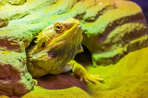 Photo of closeup portrait of a bearded dragon lizard coming out of its hideout, tropical reptile specie, popular terrarium pet in herpetoculture