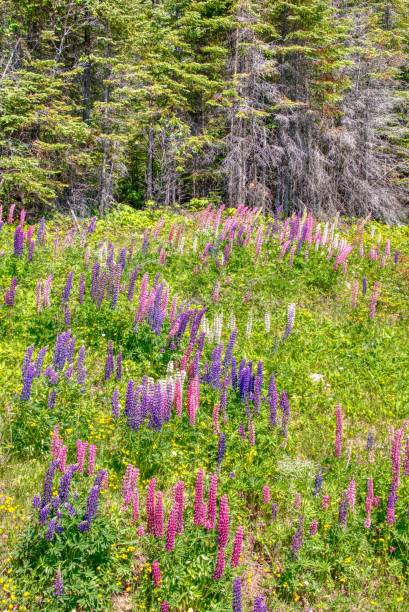 istock Lupines along Transcanda Highway 17 between Thunder Bay and Nipigon, Ontario 1218626208