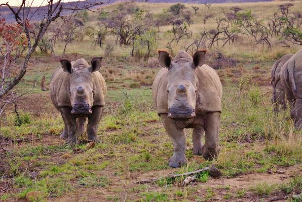 istock Rhinoceros walking through the savanna 1218626222