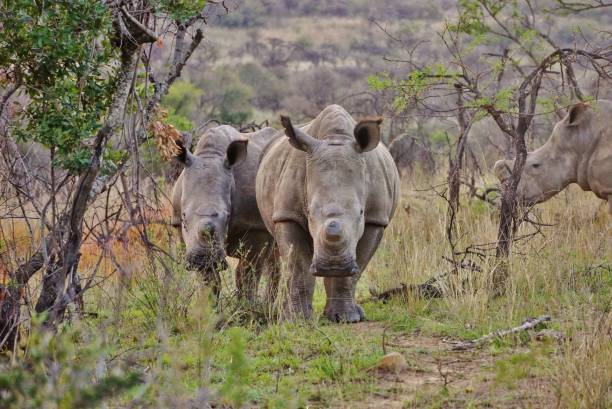 istock Rhinoceros walking through the savanna 1218626264
