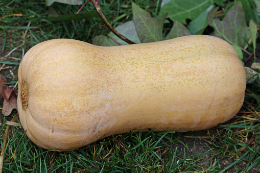 Waltham butternut squash variety of Cucurbita moschata, with grass and leaves in the background.