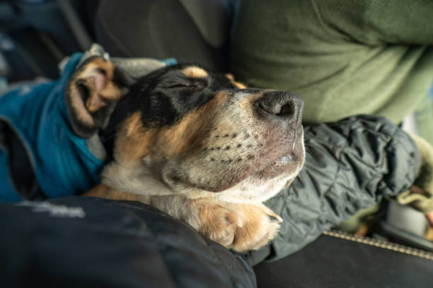 istock Animals,Pets,Wildlife 1218626648