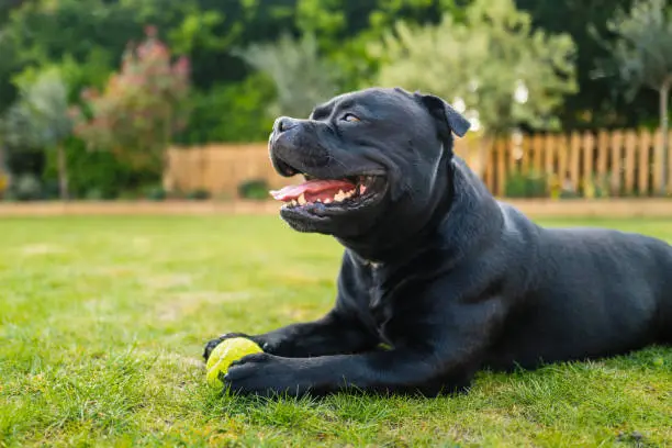 Staffordshire Bull Terrier lying on grass in profile holding a tennis ball. He is on grass and there is a picket fence behind him.