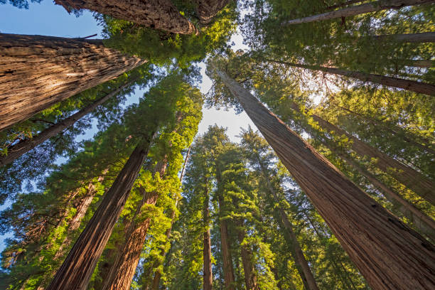 istock Looking up into the Coastal Redwoods on a Sunny Day 1218627260