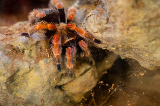 istock Animals,Pets,Wildlife 1218627297